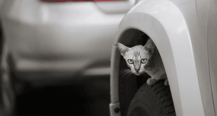 Cats getting stuck in vans: how to prevent stowaways | The Insurer